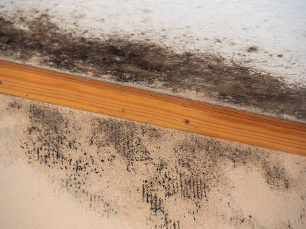 Dehumidification Services in Cortland, NY