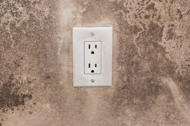 Mold Documentation for Insurance Claims in Cortland, NY