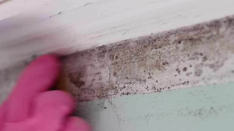 Best Comprehensive Air Testing for Mold Contaminants  in Cortland, NY